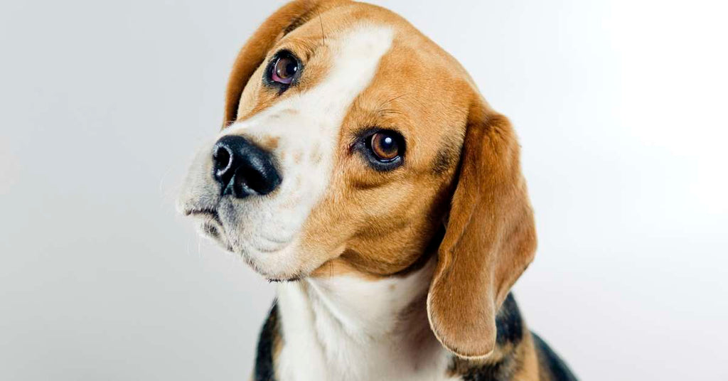 Síndrome de Musladin-Lueke