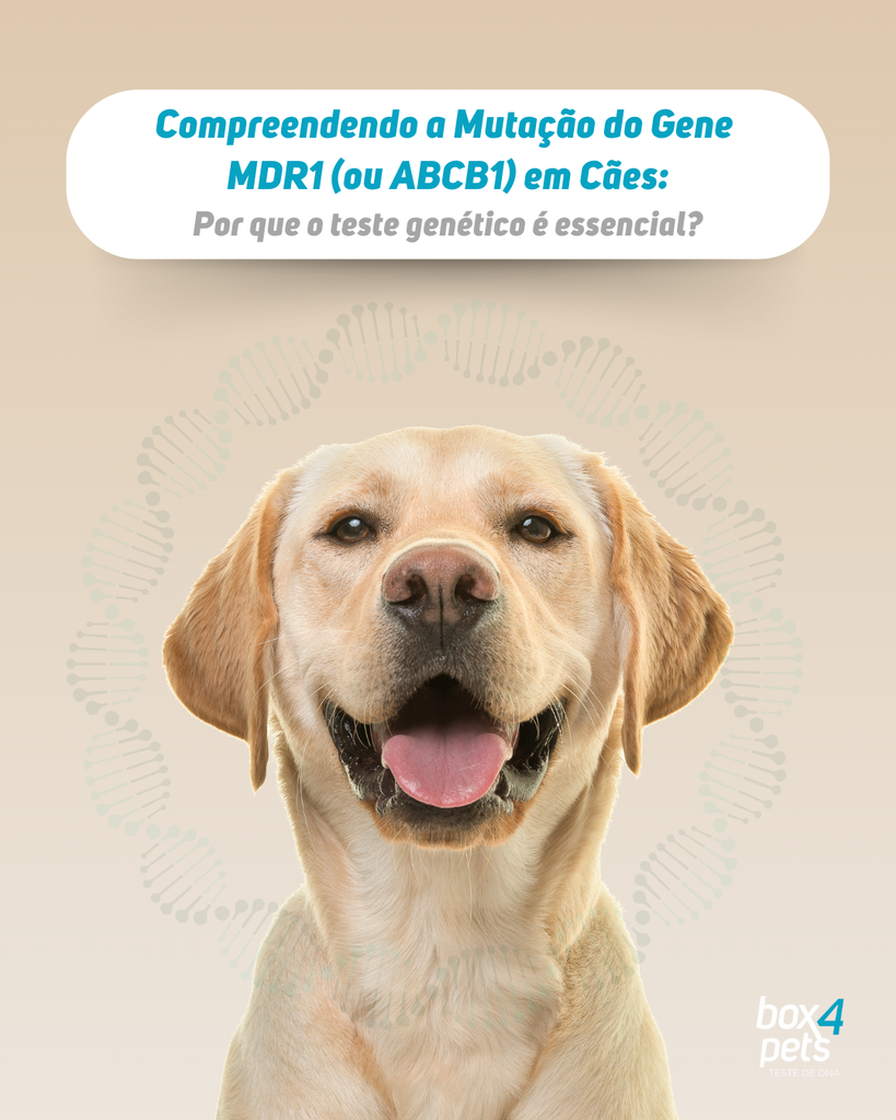 Compreendendo a Mutação do Gene MDR1 (ou ABCB1) em Cães: Por que o Teste Genético é Essencial