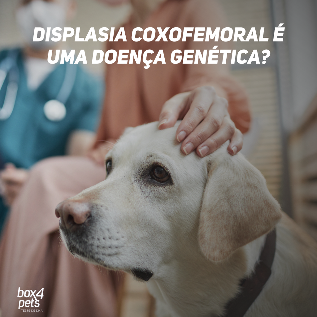 Displasia Coxofemoral é uma Doença Genética?
