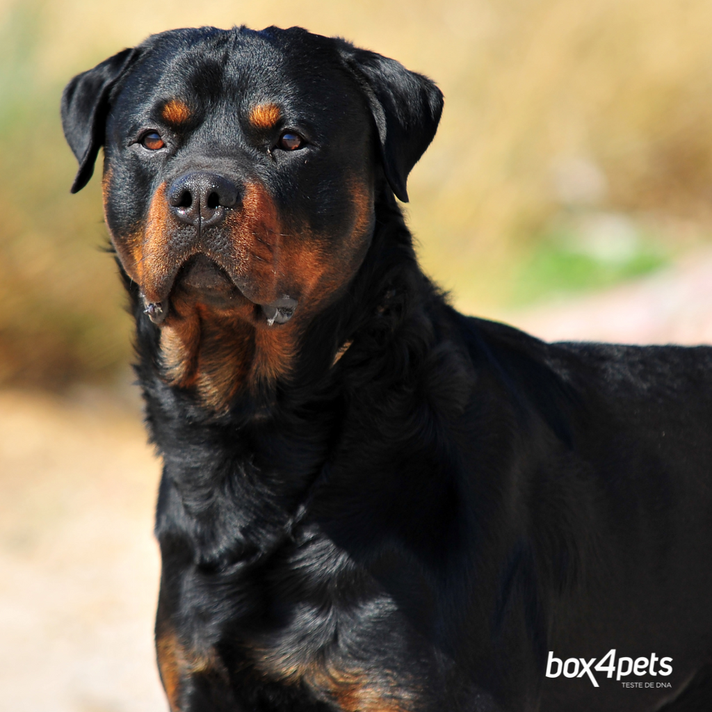 Polineuropatia Juvenil com Paralisia de Laringe (JLPP)