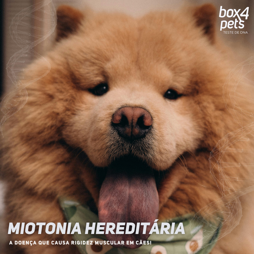 Miotonia Hereditária em Cães: Entenda a Doença e Como o Teste Genético Pode Ajudar