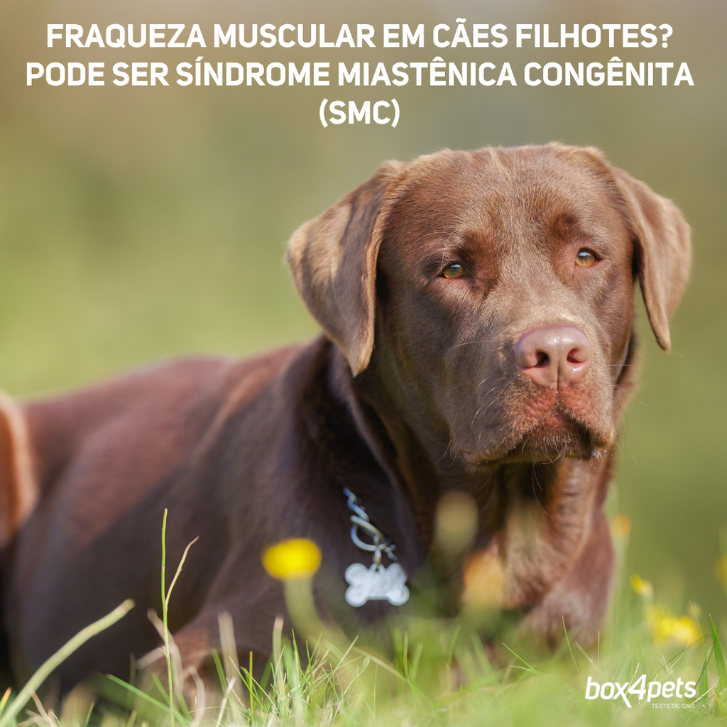 Fraqueza muscular em cães filhotes? Pode ser Síndrome Miastênica Congênita (SMC)