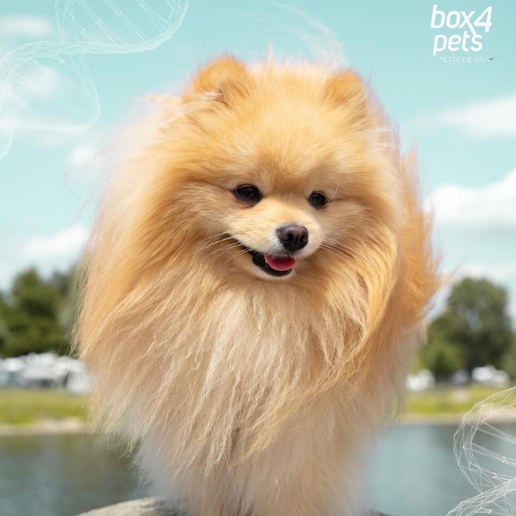 Cegueira hereditária em cães: a importância da análise genética