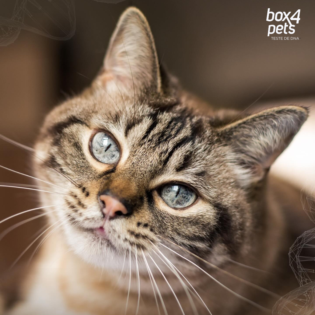 Cardiomiopatia Hipertrófica Felina (HCM): o que é e como identificar.