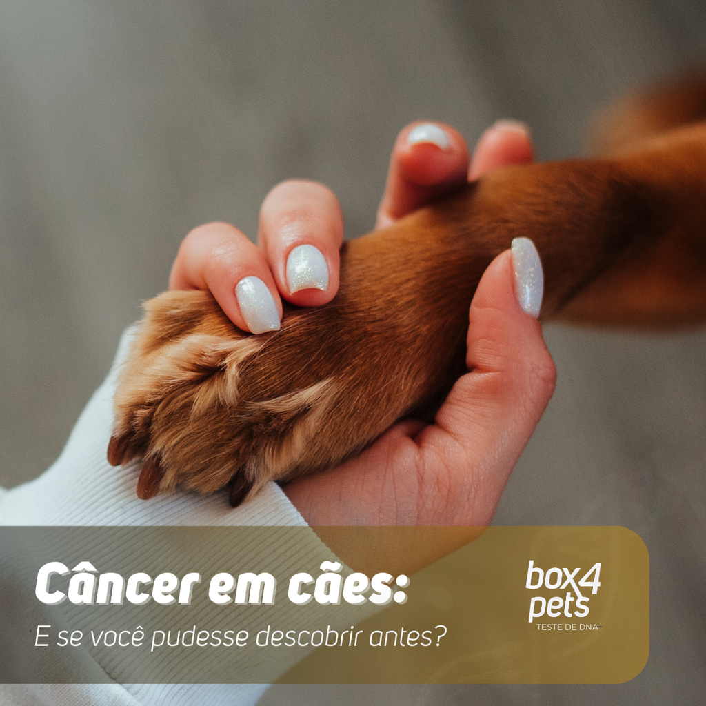 Câncer em cães: e se você pudesse descobrir antes?