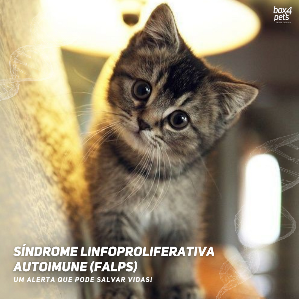Síndrome Linfoproliferativa Autoimune Felina (FALPS)