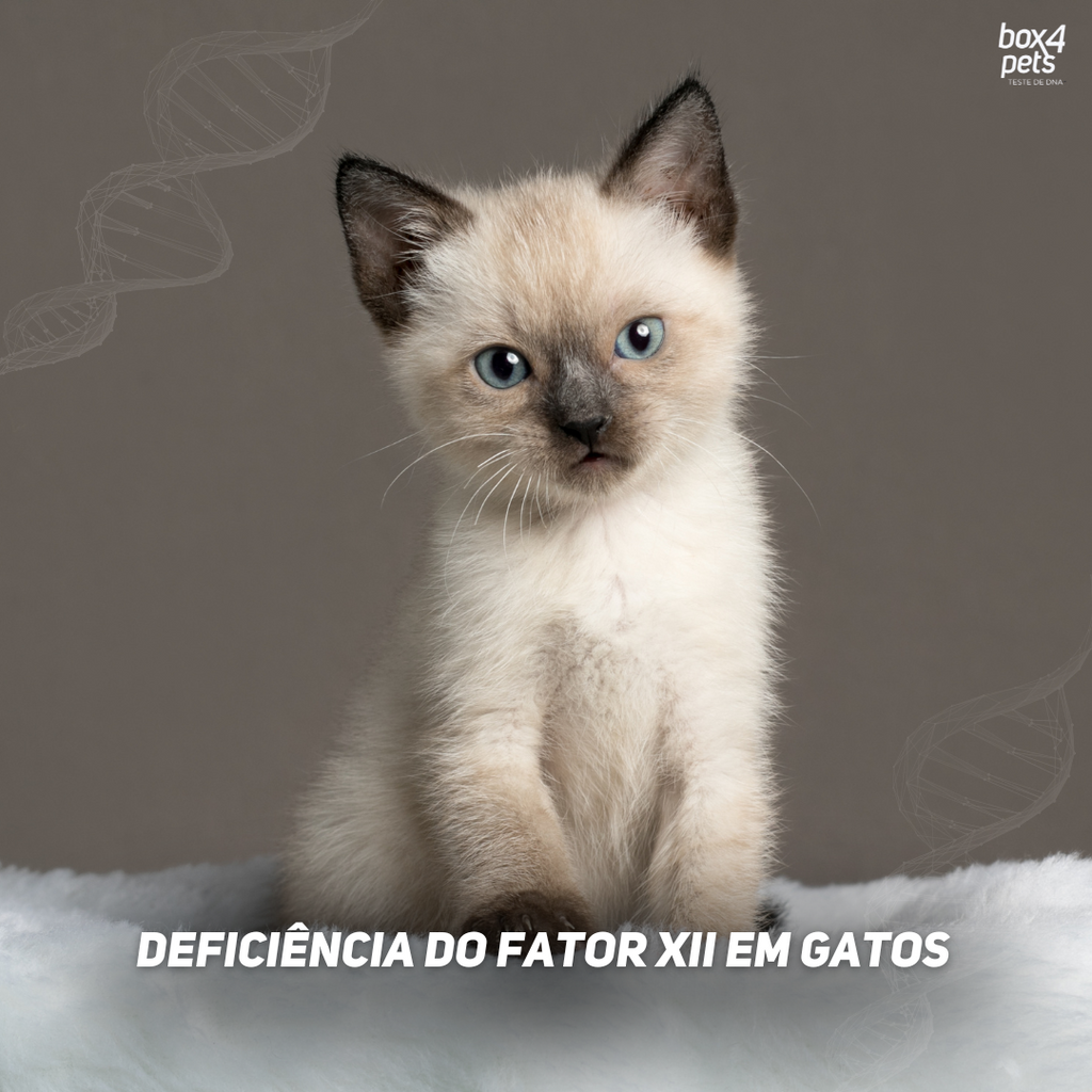 Fator XII em gatos: um alerta silencioso