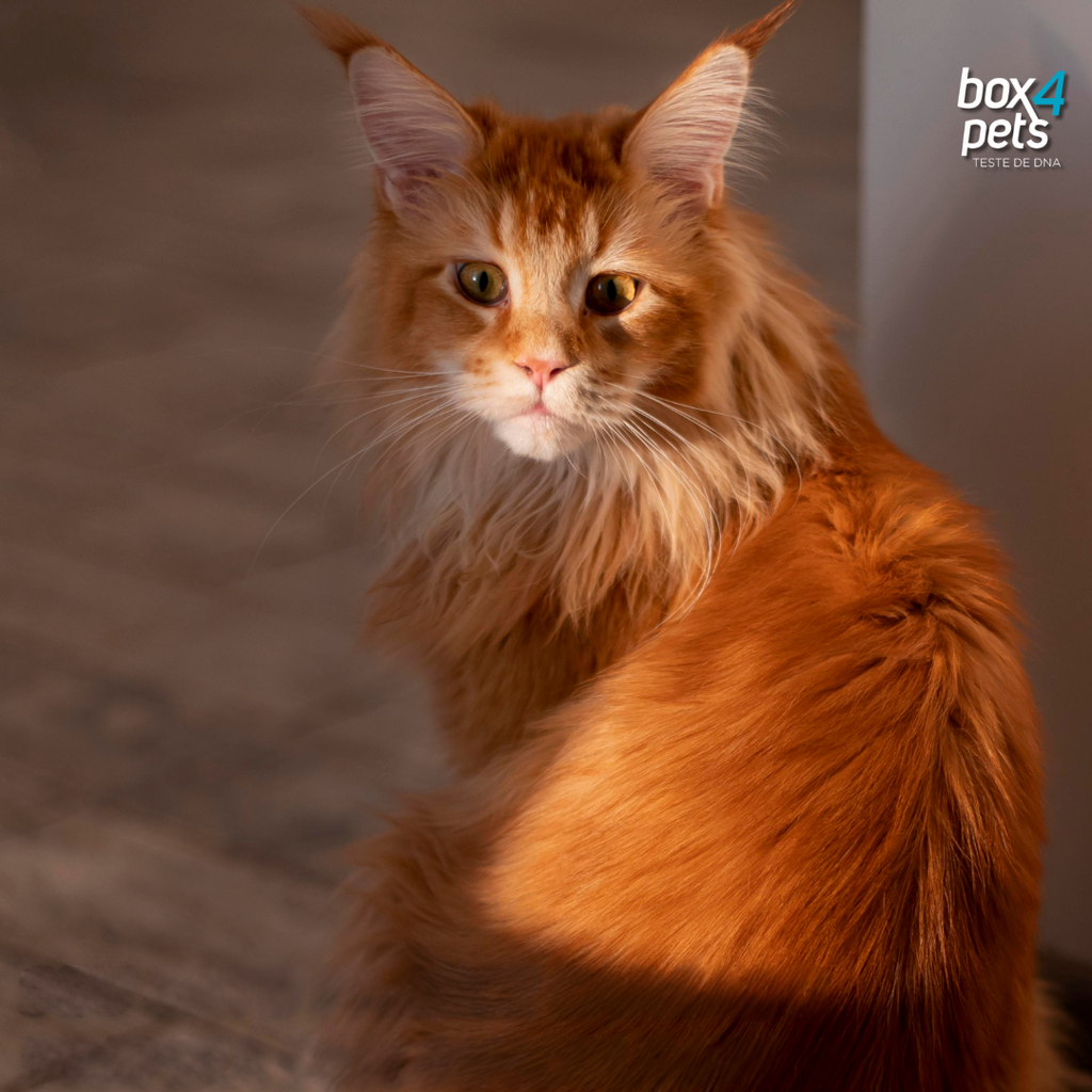 Cardiomiopatia Hipertrófica: Quando o coração do seu gato precisa de atenção especial!