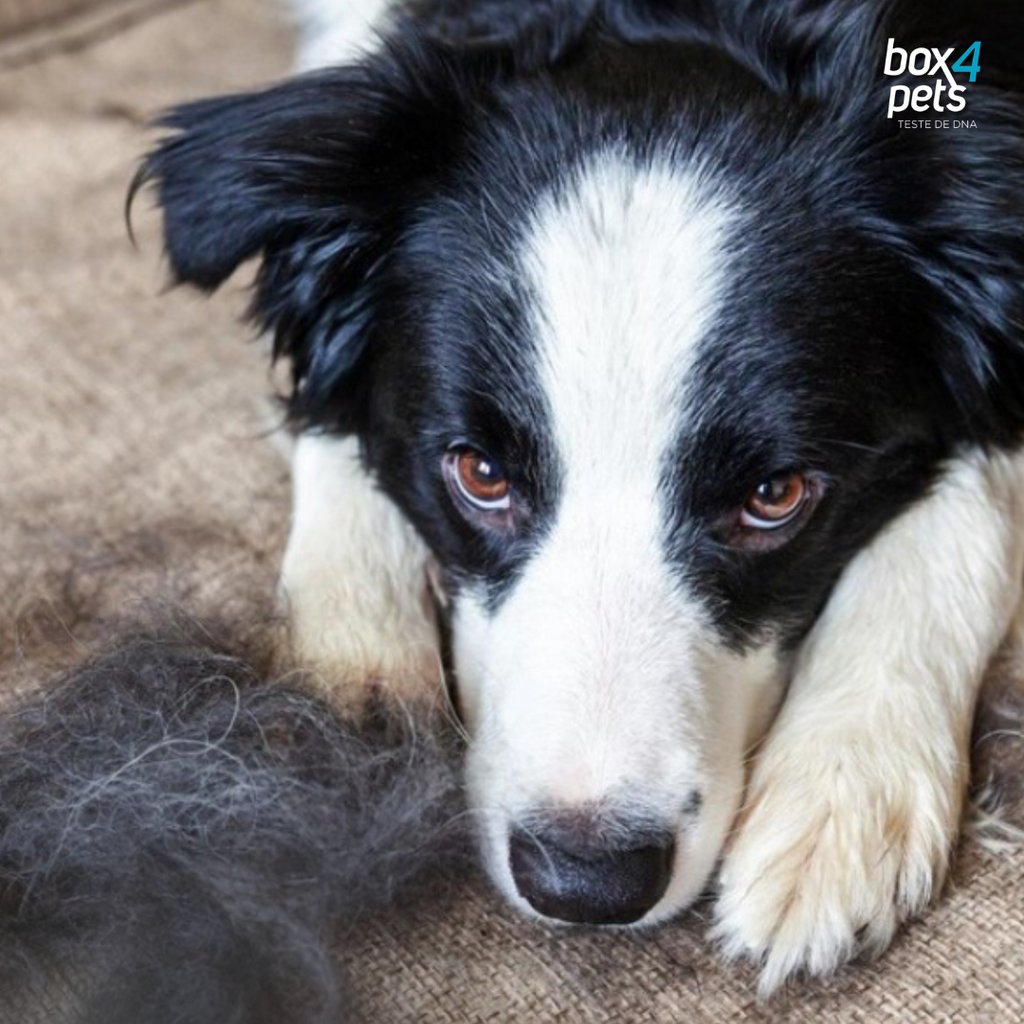 Shedding em Cães: O Que Diz o DNA Sobre a Queda de Pelos?