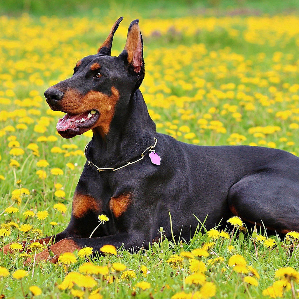Doença de Von Willebrand Tipo I: O distúrbio de coagulação mais comum em cães
