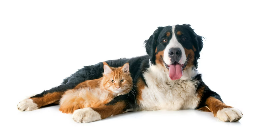 Doença Inflamatória Intestinal (DII)