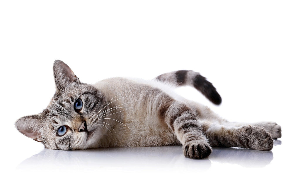 Saiba tudo sobre a Cistinúria nos felinos - Box4Pets