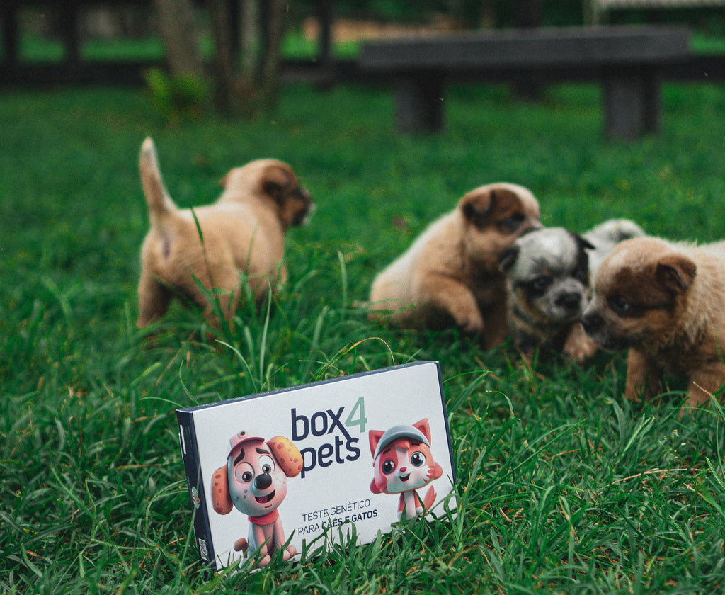 Entendendo nossa Tecnologia