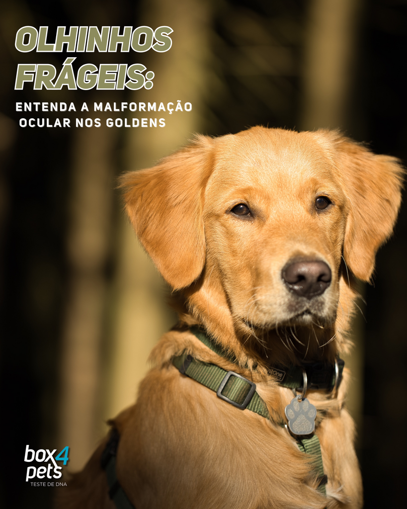 Malformações Congênitas Oculares em Cães: o que você precisa saber!
