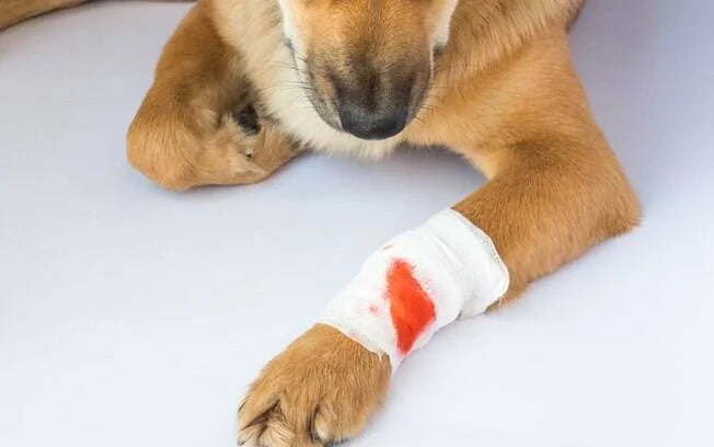 Hemofilia B / Fator IX G418E