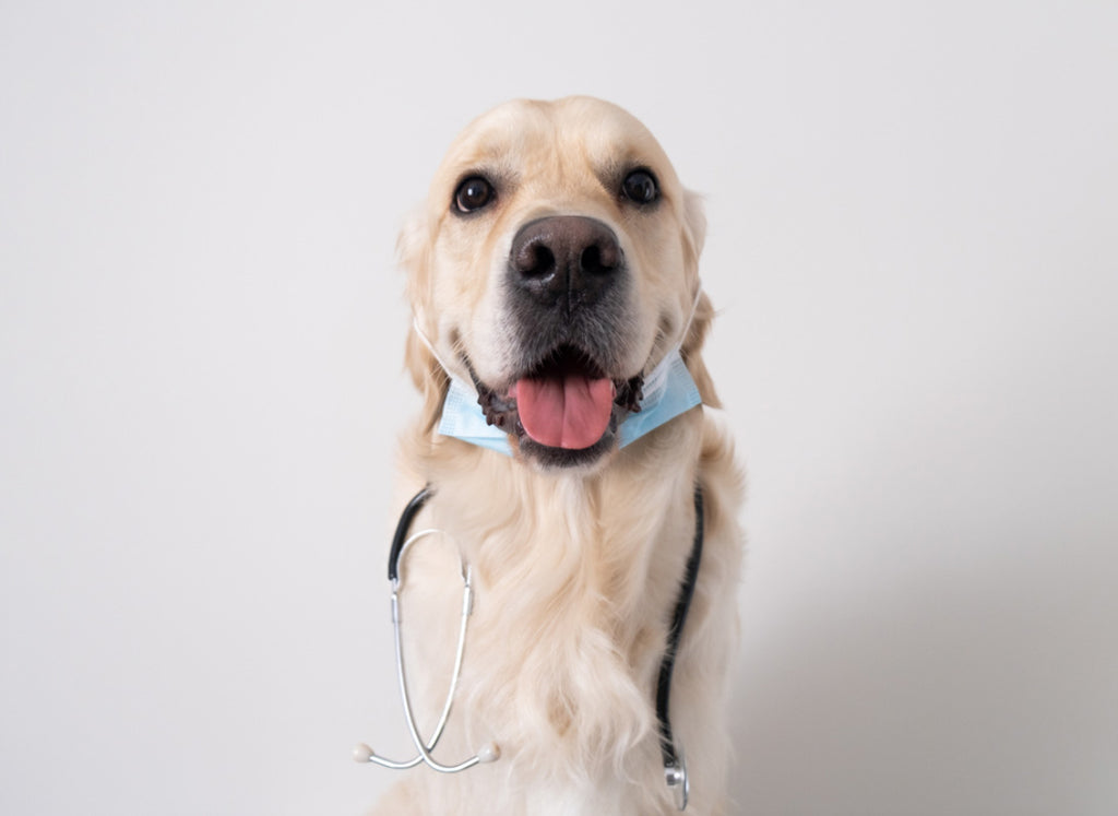 Teste genético pode ajudar nos cuidados com a saúde do seu Pet