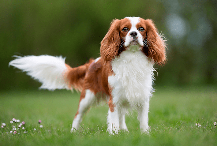Guia de Raça - Cavalier King Charles Spaniel