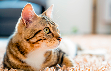 Deficiência de Piruvato Quinase Felina