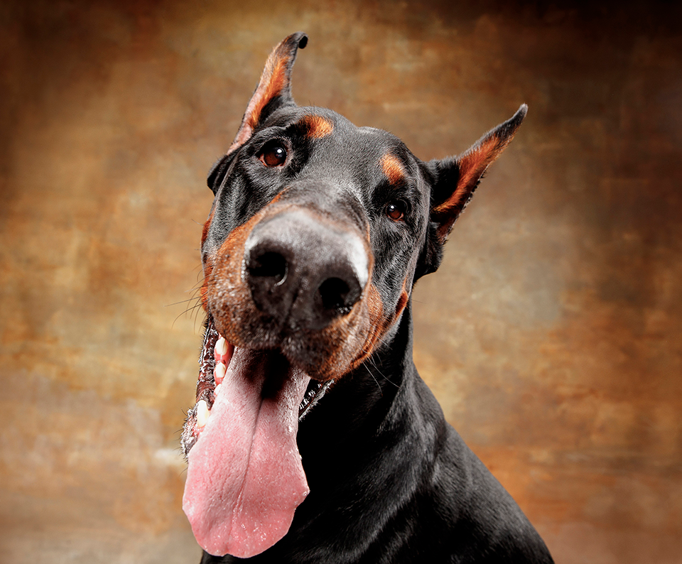 Surdez e Síndrome Vestibular do Doberman