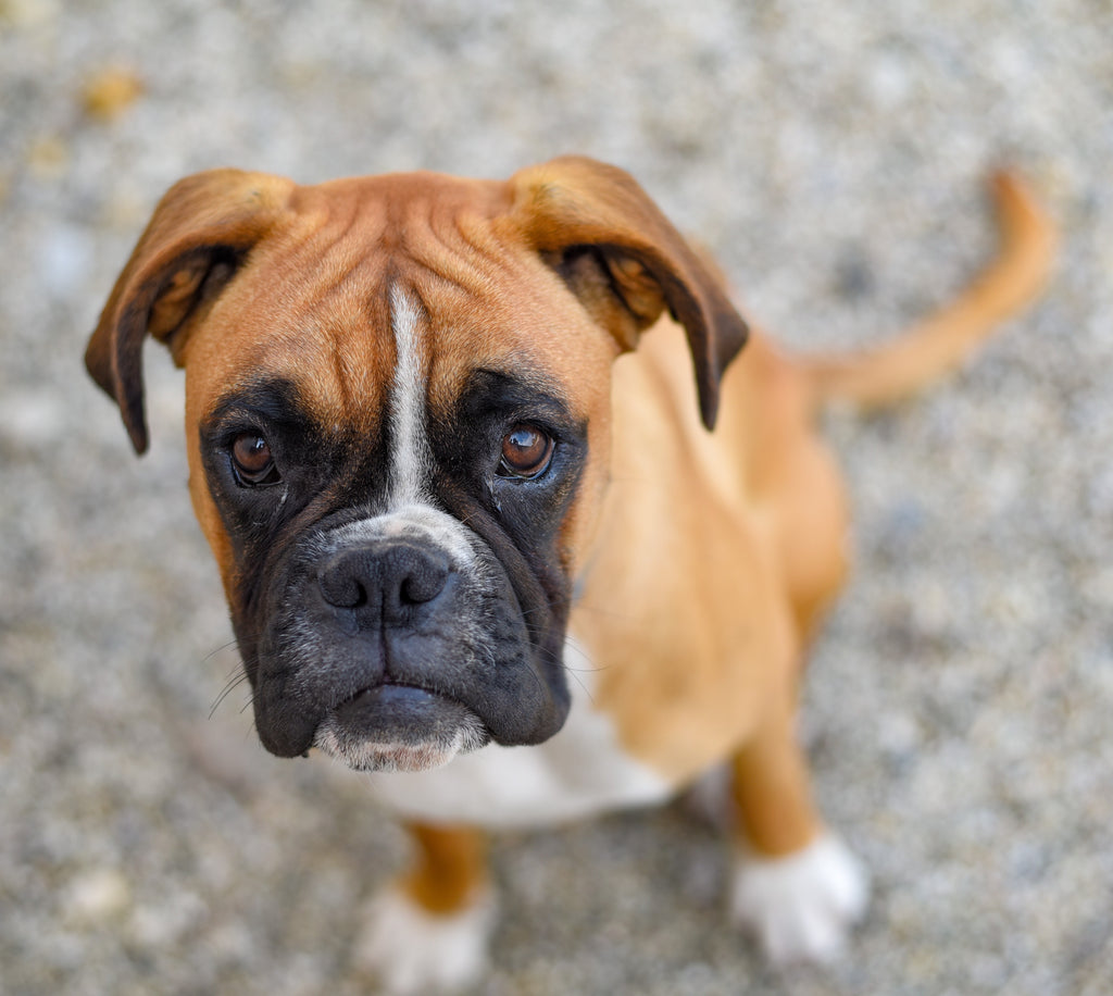 Cardiomiopatia Arritmogênica do Ventrículo Direito (CAVD)