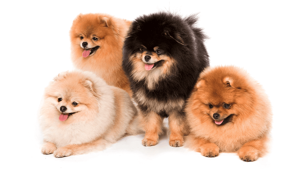 Vamos falar de cores do Spitz? Conheça as cores que podem ser encontradas na raça.