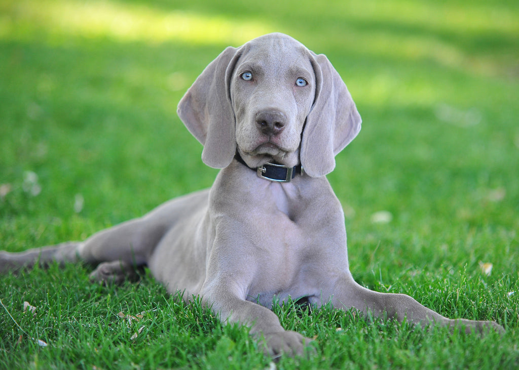 Hipomielinização Cerebral (Tipo Weimaraner)
